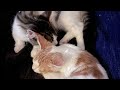 Finn & Arlo: November 2022 - New Kitties Brought Home