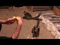 Ring Tailed Lemurs in Texas