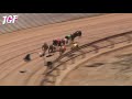 Australian champion Greyhound race