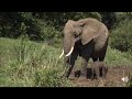 Safari Live Face Book Live : A new born Elephant tries to stand for the first time Oct 17, 2017