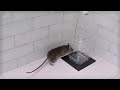 bottle rat/mouse trap