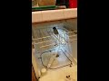 Cleaning a dishwasher drain and hoses