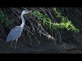 Grey Heron Fishing in Action