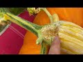 Doc's Giant Pumpkin Growing Part #15 - Health is Everything