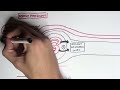 Nephrology - Kidney Physiology Overview