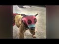 You Laugh You Lose😹Funniest Dogs and Cats 2024😻🐶