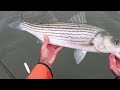 Nor'Easter Shore Tour Search For Mullet Blitzing Striped Bass