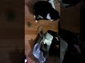cats meet fidget spinners lol