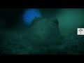 This is Why Waves Glow | Bioluminescence | Wild to Know
