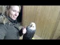 Chainsaw carving an eagle.