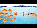 Fish Jumping out of Aquarium || How to Stop Fish Jumping || Expert Aquarist