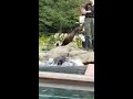 Central Park zoo sea lions doing tricks