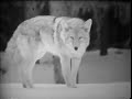Wild Timberwolves - Educational Film/Video