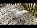 I got crazy in summer time | Coco the cutest cat.