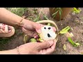 How To Propagate Sweetsop Plants With  Supper Onions To Stimulate The plant To grow quickly