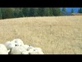 How to Train Herding Dog's Gather -- Outrun/Fetch Sheep Demo -- Border Collie -- Work -- Herding