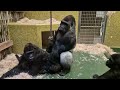 Westlicher Flachlandgorilla 🦍🦍🦍Tiergarten Nürnberg 12-2023