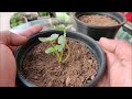 How To Grow Strawberries From Seed | SEED TO HARVEST