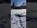 Slade the husky loves snow!