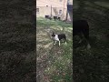 Shepard pup chasing rc truck.