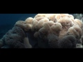 RAJA AMPAT︱THE BOUNTIFUL KINGDOM︱WEST PAPUA - INDO PACIFIC OCEAN  BEST DIVING︱4K VIDEO