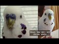 Budgie Age Guide | How Old is my Bird?