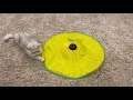 Cute Cat Playing Round and Round | Coco The Cutest Cat