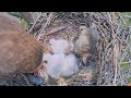 3 EXCELLENT CHICKS ))). MOM FEEDS. BONKS. DAD OREN IN NEST WITH LOT OF FOOD: SQUIRREL BIRDS. 05.2024