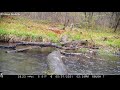 Pennsylvania Wildlife in the springtime 5/10/2021