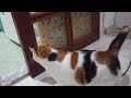 Female Cats Attack and Hiss at Each Other! They cannot share a house!