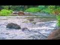 River water flows with birds chirping in tropical forest, Relax, study, sleep