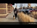 Pepper - 10 Month Old Catahoula Leopard Dog - Dog Training Omaha NE, Off Leash Reliable Dog Training