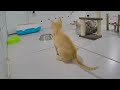 😸 New Funny Cats and Dogs Videos 😹 Best Funny Cats Videos 2024 😆