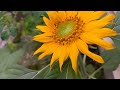 Sunflower is ALWAYS beautiful || Happy Gardening During Rainy Season 🌻