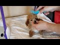 Grooming toy poodle puppy