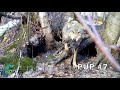 Wolf Rescues 7 Pups from Flooding Den near Voyageurs National Park, Minnesota
