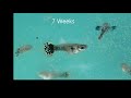 Transformation of Beautiful Dumbo Mosaic Guppy Fry Week by Week Video