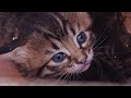 Cute Baby Animals - Relaxing Music With Beautiful Baby Animals: Heals the Mind, Body and Soul
