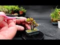 Pruning My Mini Bonsai, The Bonsai Zone, June 2024