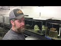 *STUNNING* African Cichlid Fish Farm