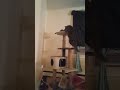 cats playing on cat tree @jujufitcats  love cats #cats #subscribe #like