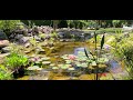 Wide view of the pond shows the fish and waterlilies. #pond #fish #watergarden #waterfall