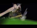 Brutal Mantis Massacring a Moth