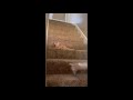 funny animals videos 😂 cute funniest cats and dogs 🐶 😺 New funny videos