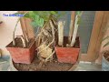 How to grow banyan tree from cutting - 44 days update