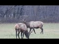 Elk in Great Smoky Mountains National Park @granolachomper