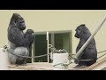 Silverback cares about his son no matter what.｜Shabani Group