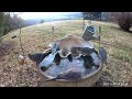 Flock of Mourning Doves rey to get water from frozen birdbath. 11-30-2023.