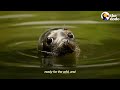 Orphaned Baby Seal Barks At Anyone Who Tries To Clean Her Bathtub | The Dodo Saving The Wild