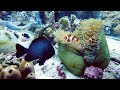 Aquarium 4K VIDEO (ULTRA HD) 🐠 Beautiful Coral Reef Fish - Relaxing Sleep Meditation Music #103